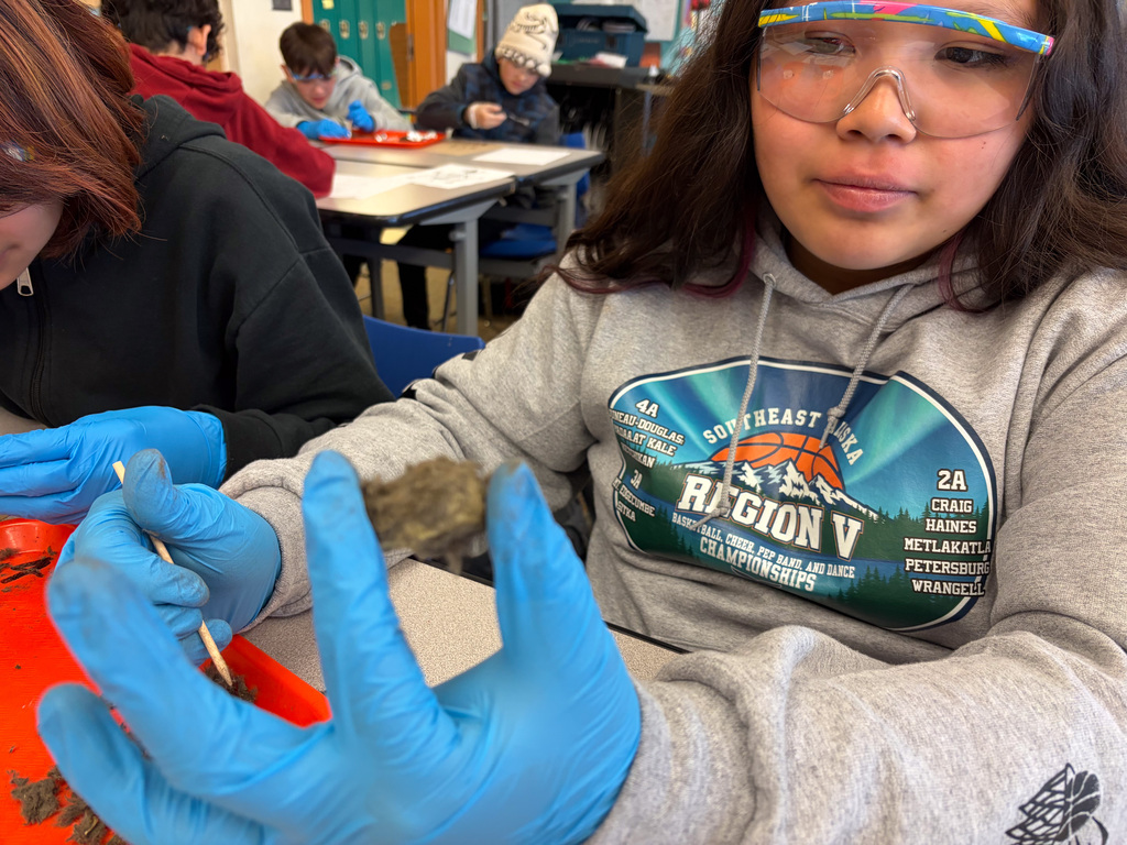students at table in goggles dissecting owl pellets