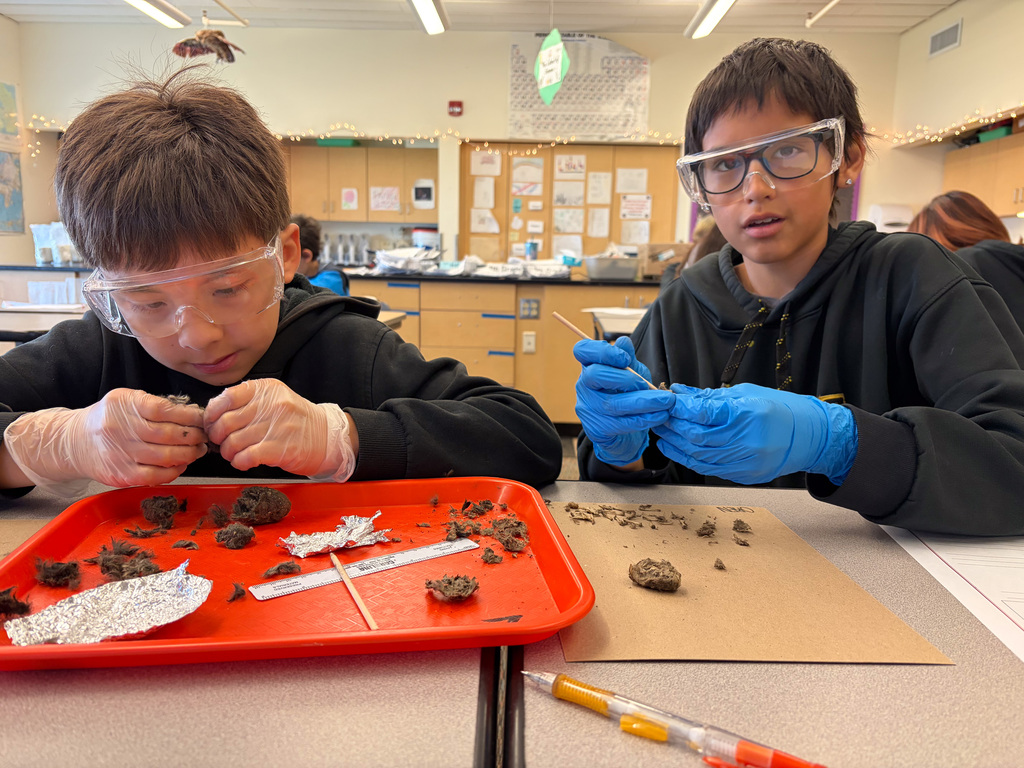 students at table in goggles dissecting owl pellets