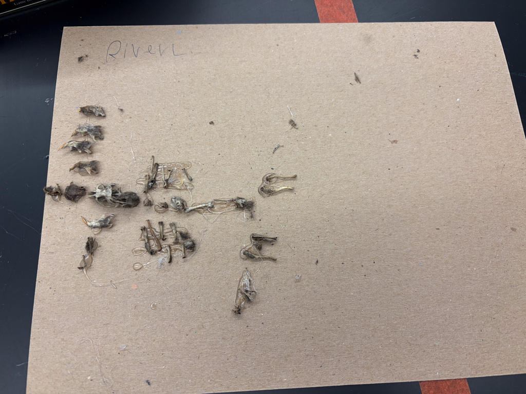 students at table in goggles dissecting owl pellets