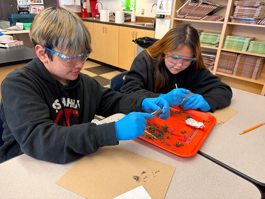 students at table in goggles dissecting owl pellets