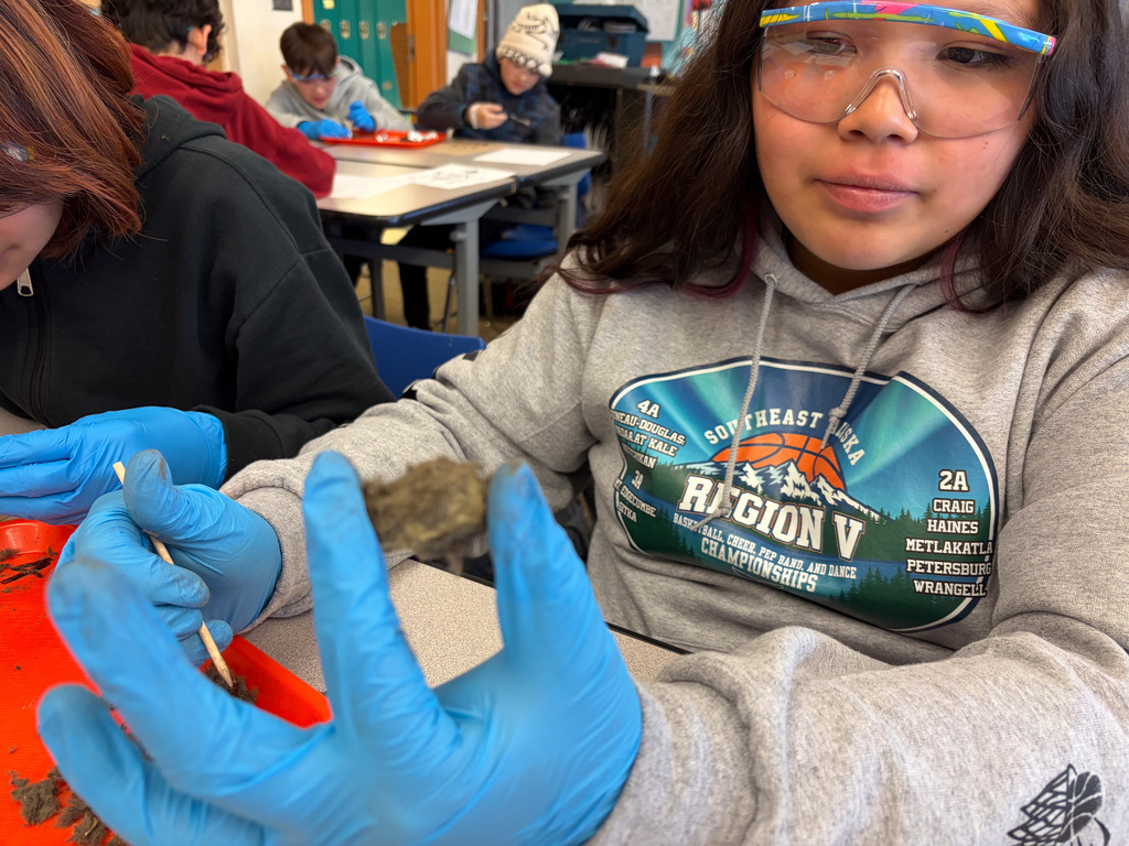 students at table in goggles dissecting owl pellets