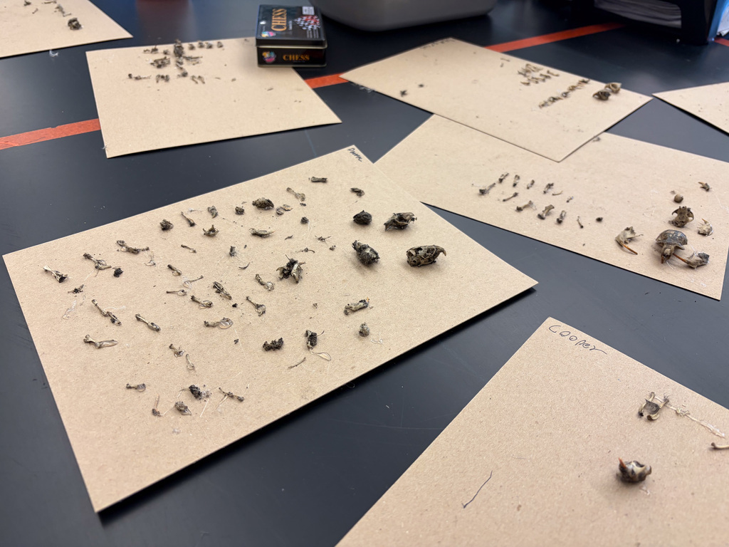 students at table in goggles dissecting owl pellets