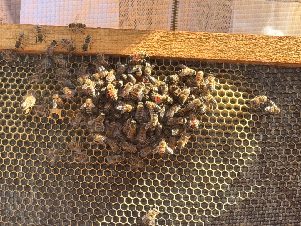 Bees and honeycomb