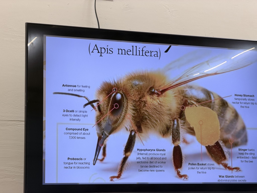 Bee Anatomy