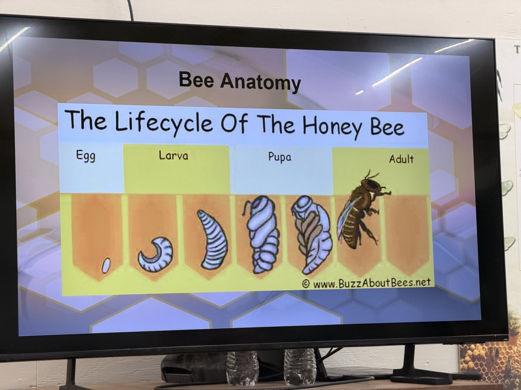 Life cycle of the honey bee