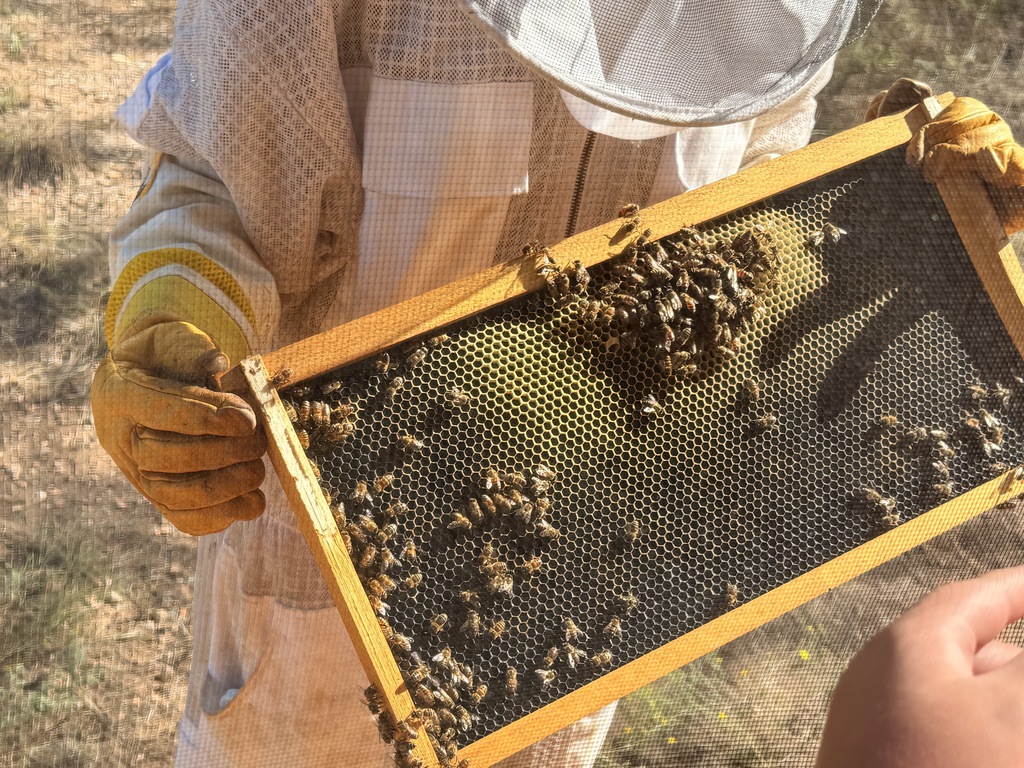 Bees and honeycomb