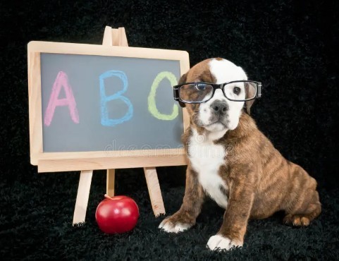 back to school pup