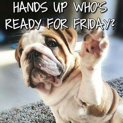 Friday Bulldog
