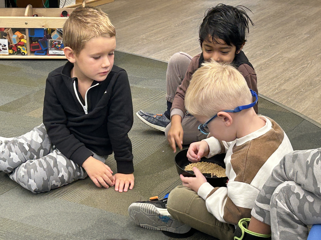 Students looking in a bowl of wheat.