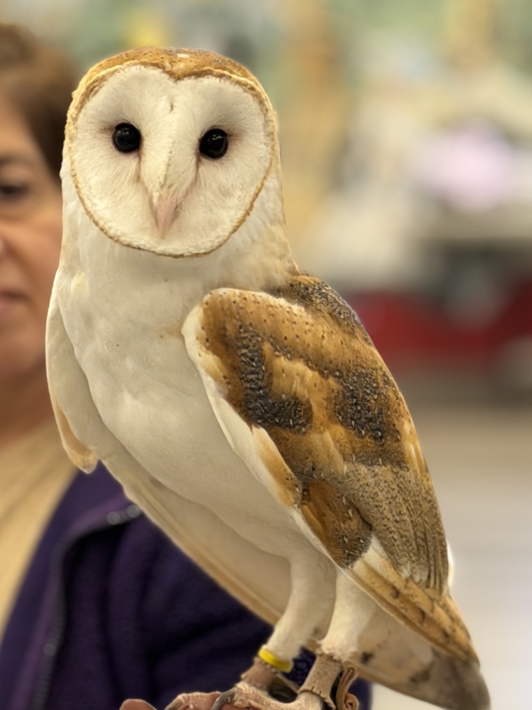 Close up of an owl.