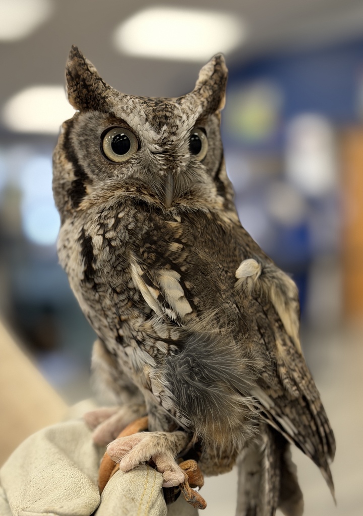 Close up photo of the owl. 