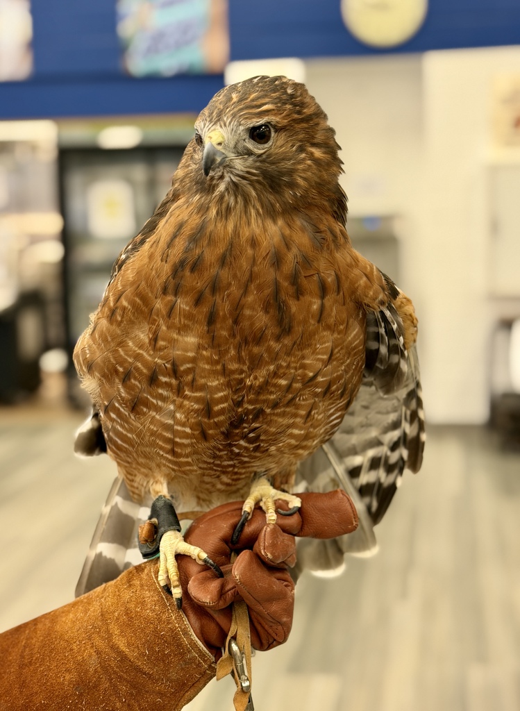 Close up photo of an eagle.