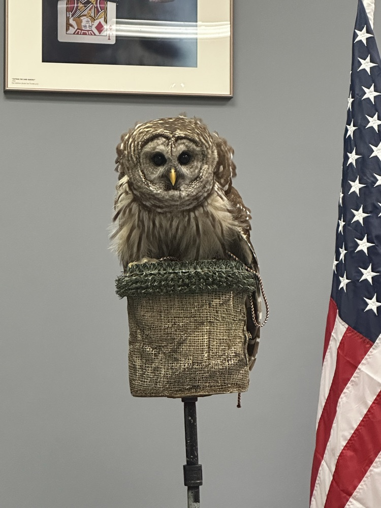 Their new owl!
