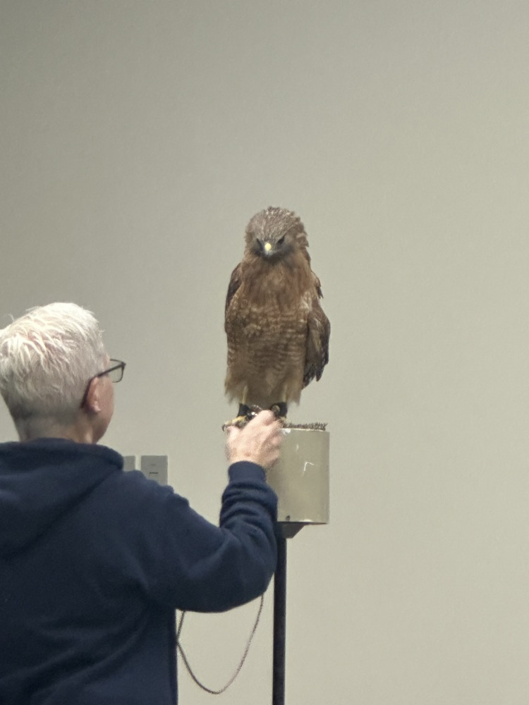 Their new hawk.
