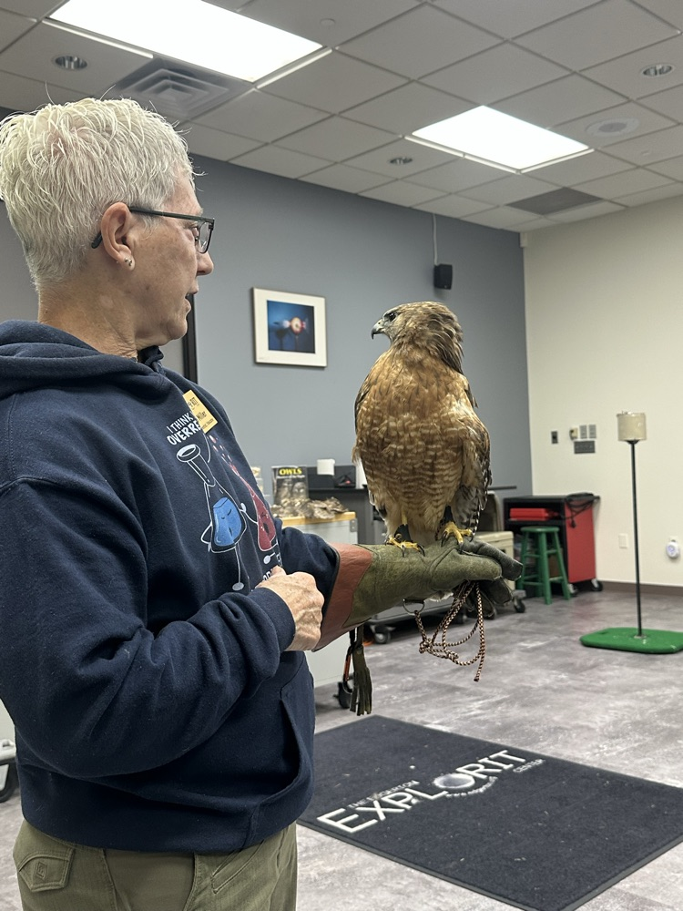 Their new hawk.