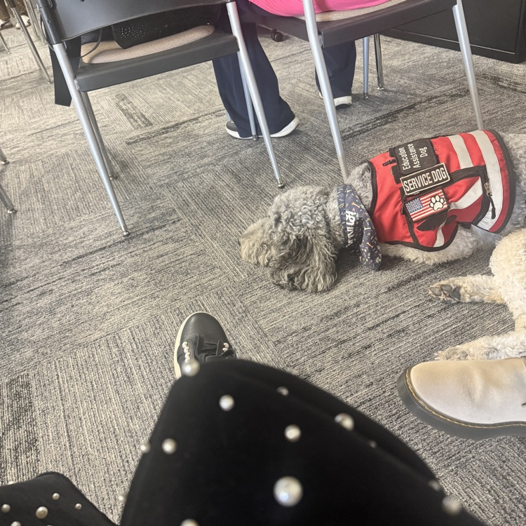 service dog 