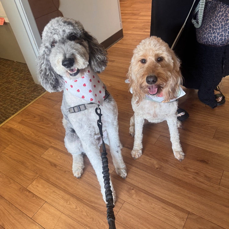 two dogs posing