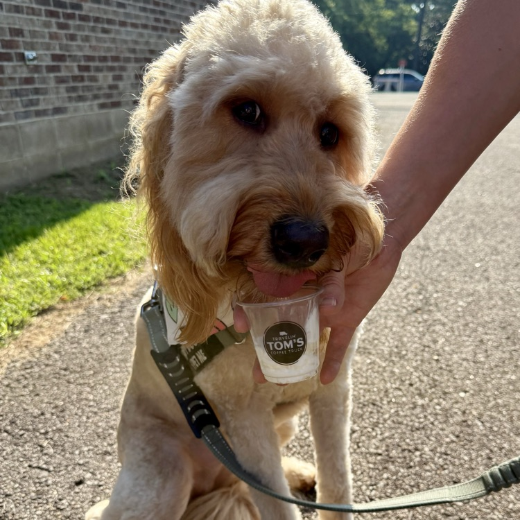 dog with pup cup