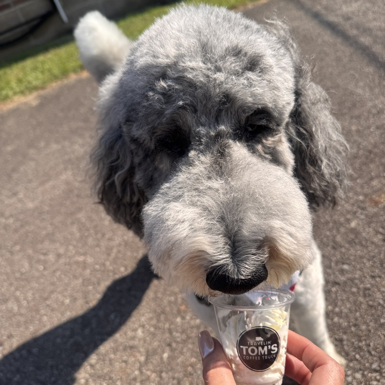 dog with pup cup
