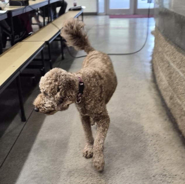 dog