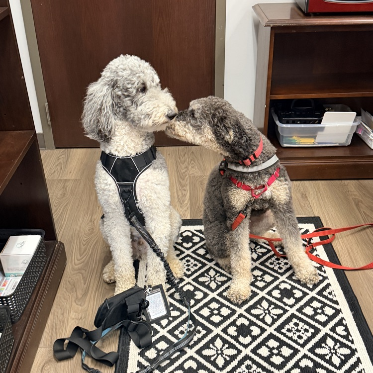 school dogs 