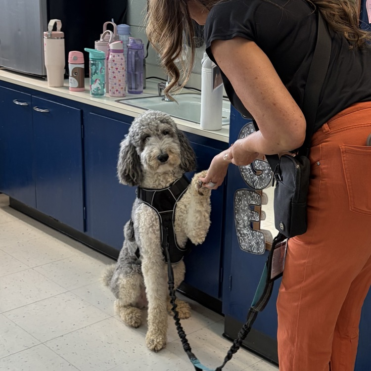 dog and handler 