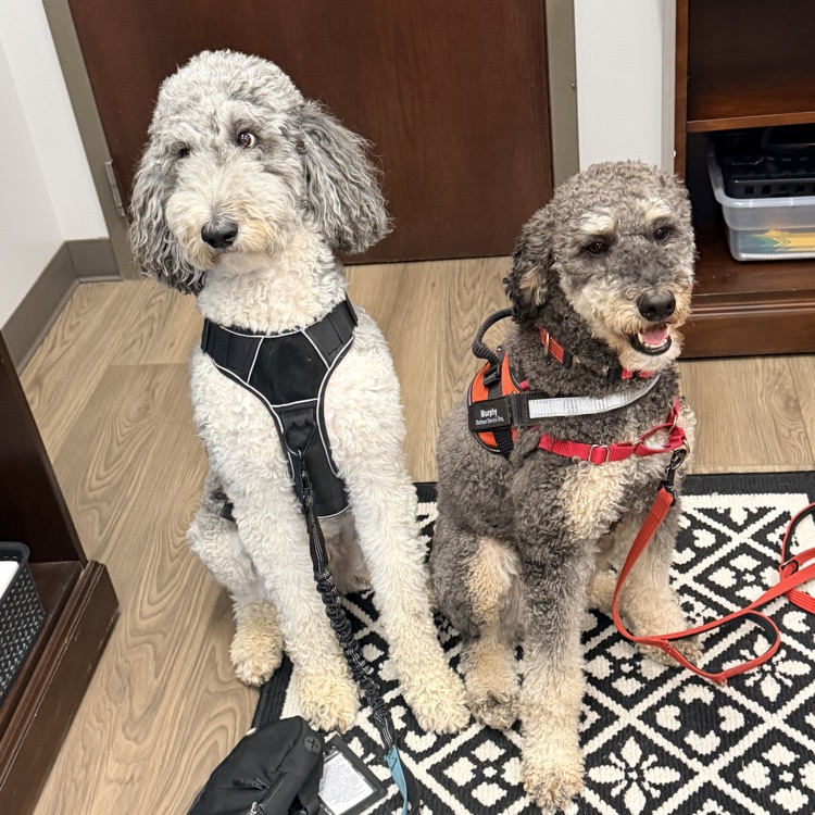 school dogs 