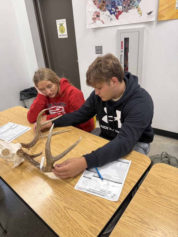 scoring antlers