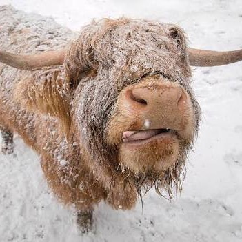 No FFA contest tomorrow 