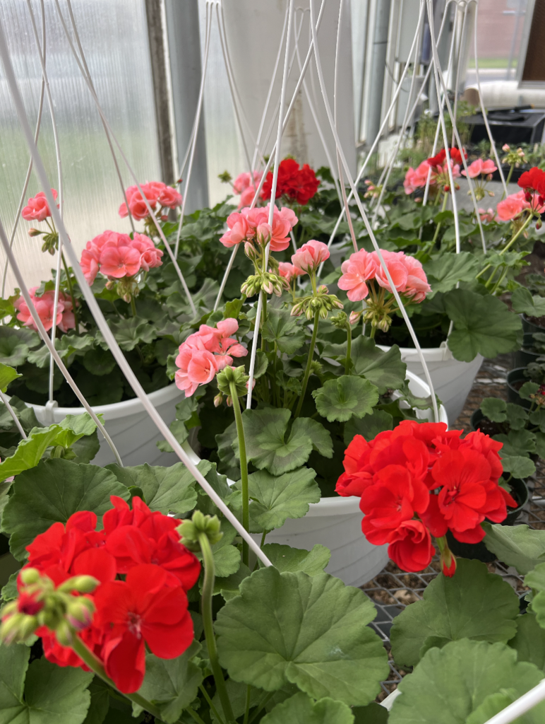 Geranium Hanging Baskets