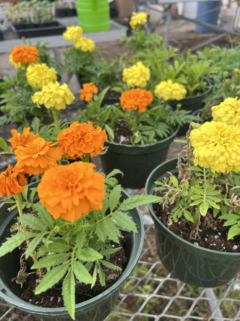 Marigold