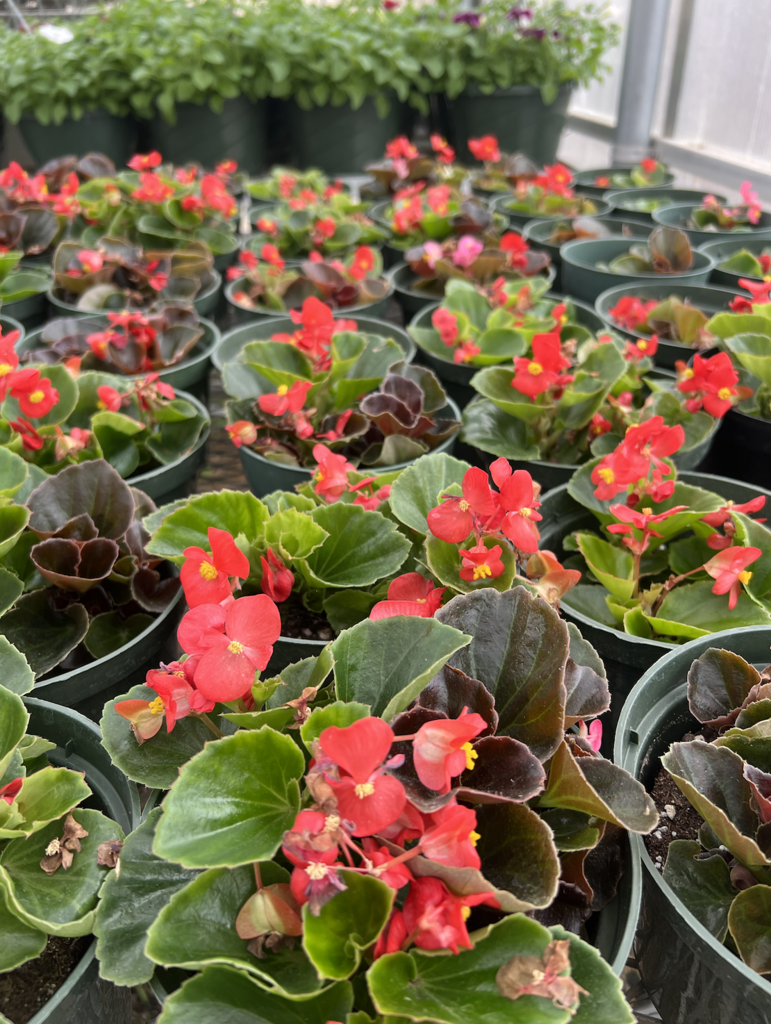 Begonia