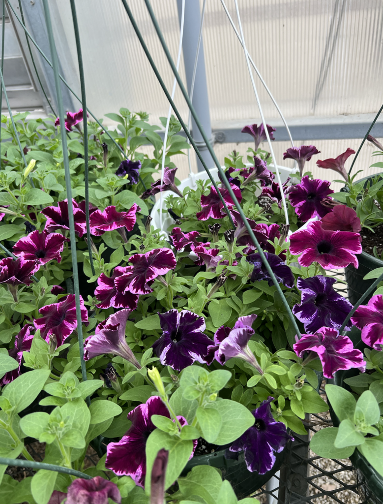 Hanging Baskets