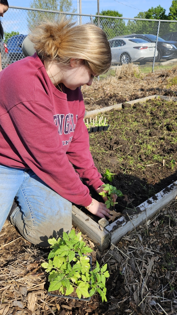 Braelynn planting tomatoes 