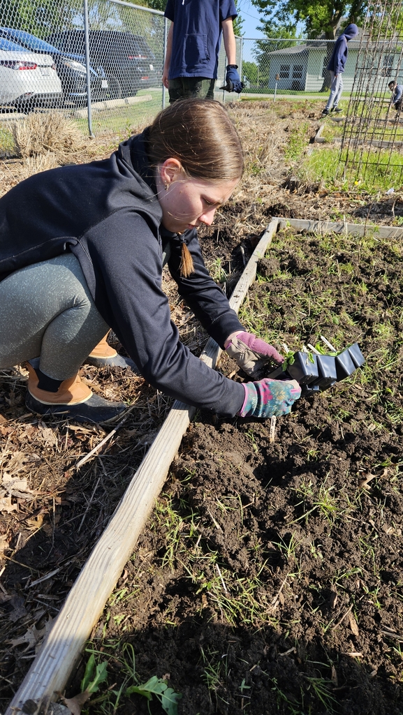 Izzy planting iceberg lettuce 