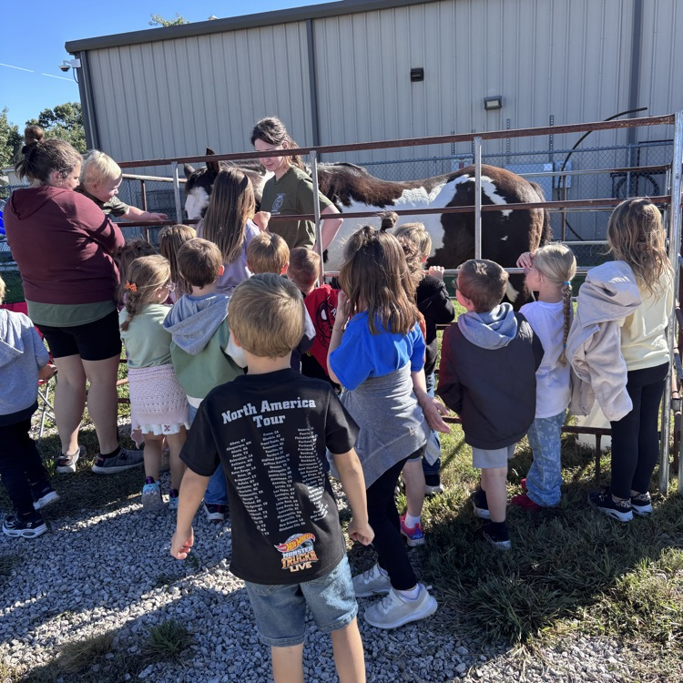 petting a cow