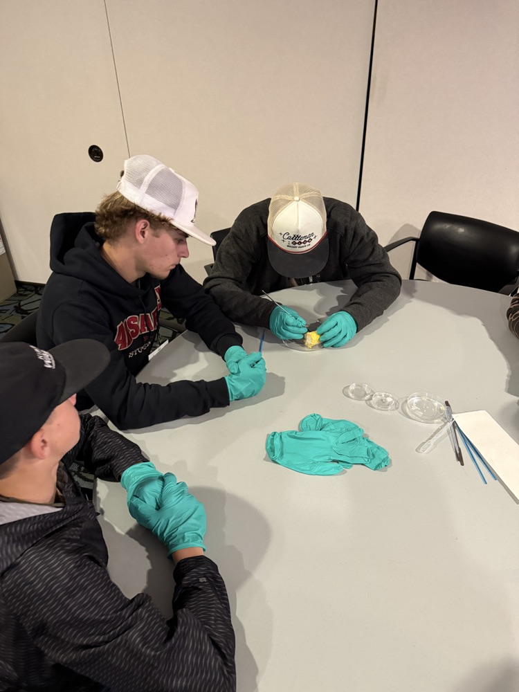 Extracting Embryos from Corn
