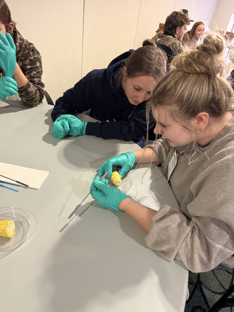 Extracting Embryos from Corn