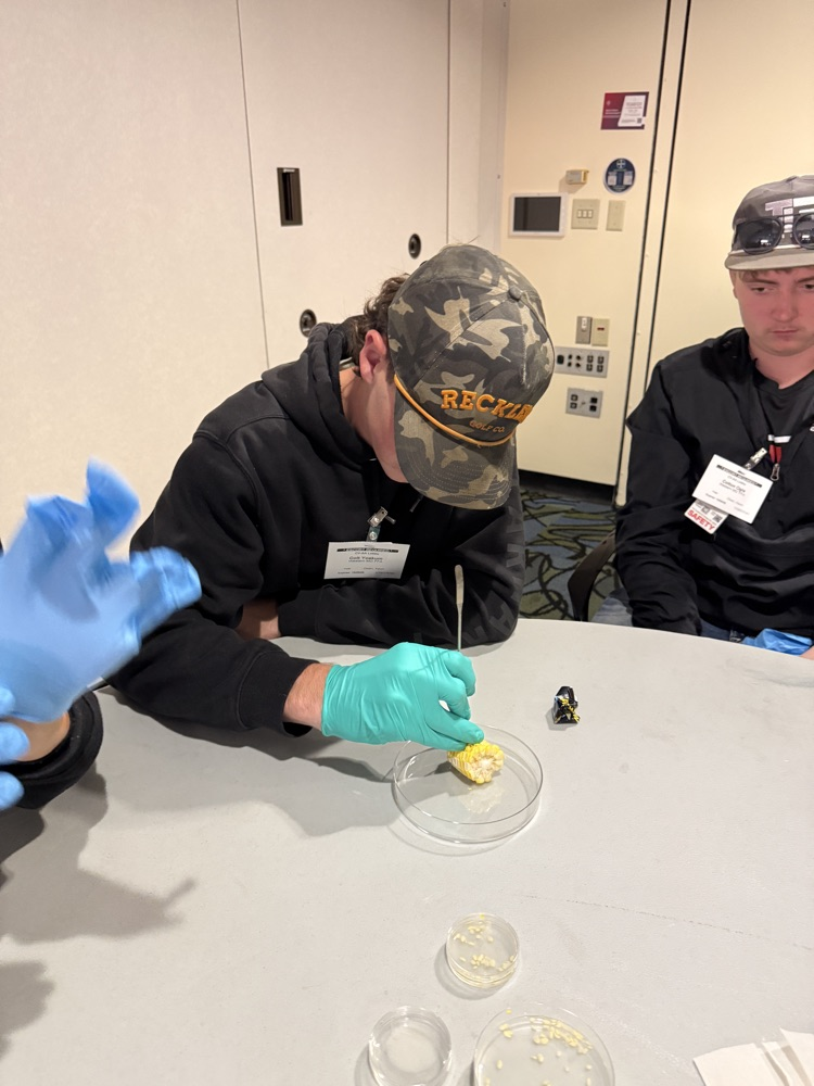 Extracting Embryos from Corn