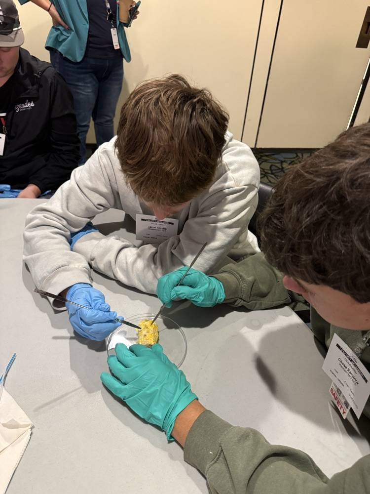 Extracting Embryos from Corn