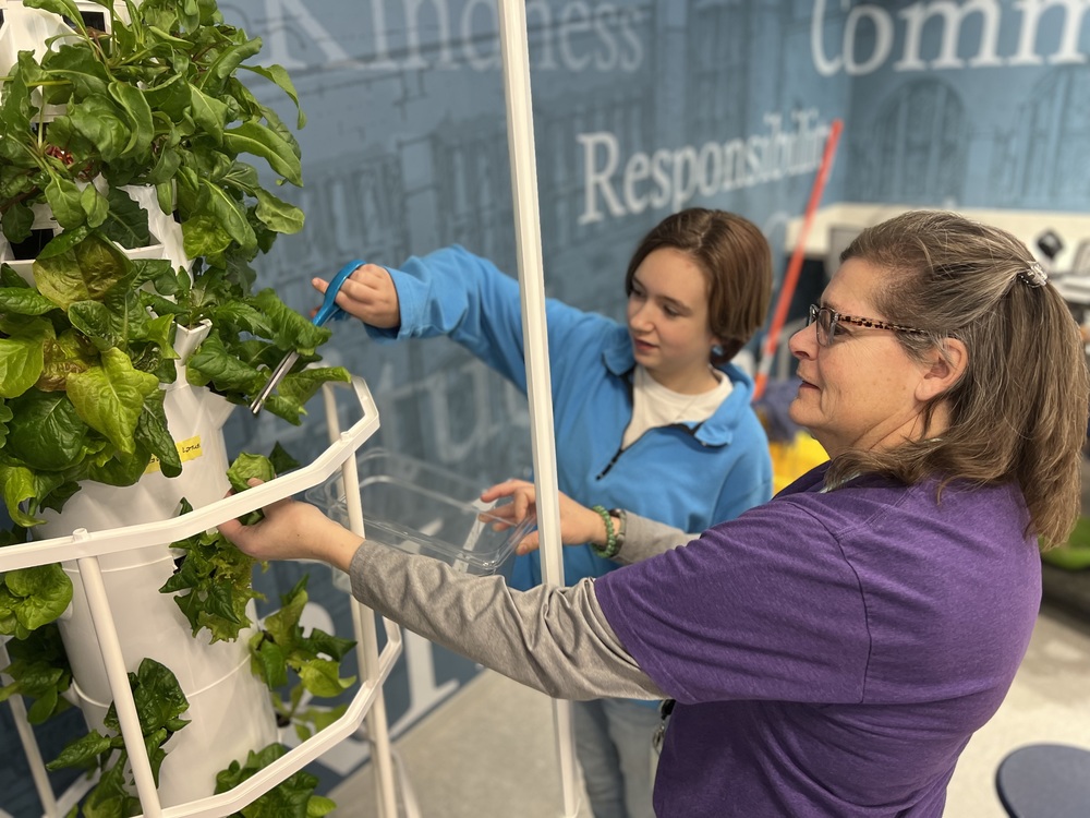 student harvesting lettuce