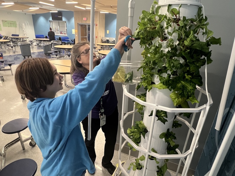 student harvesting lettuce 
