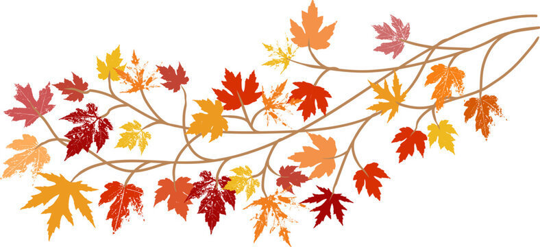 fall  leaves
