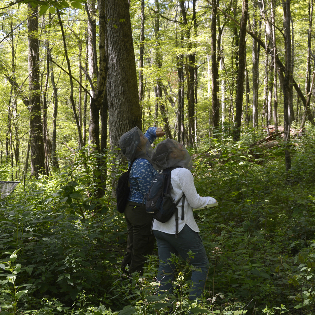 Teachers is the forest donning mesh hats to protect them from insects