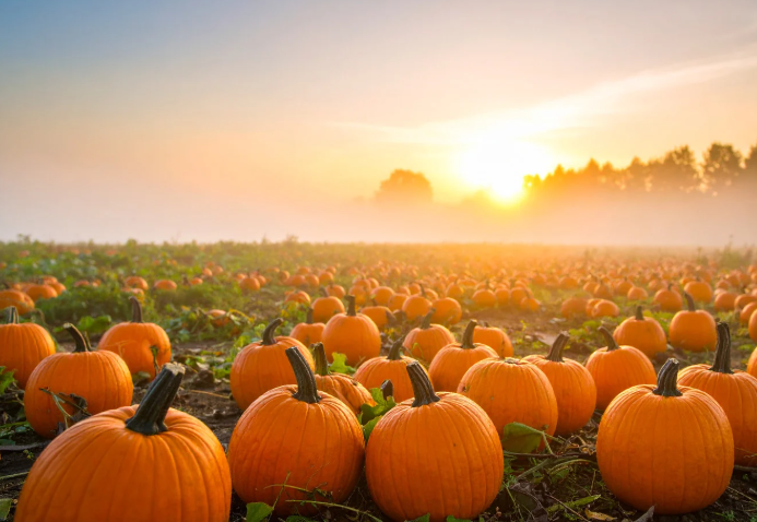 Pumpkin Patch
