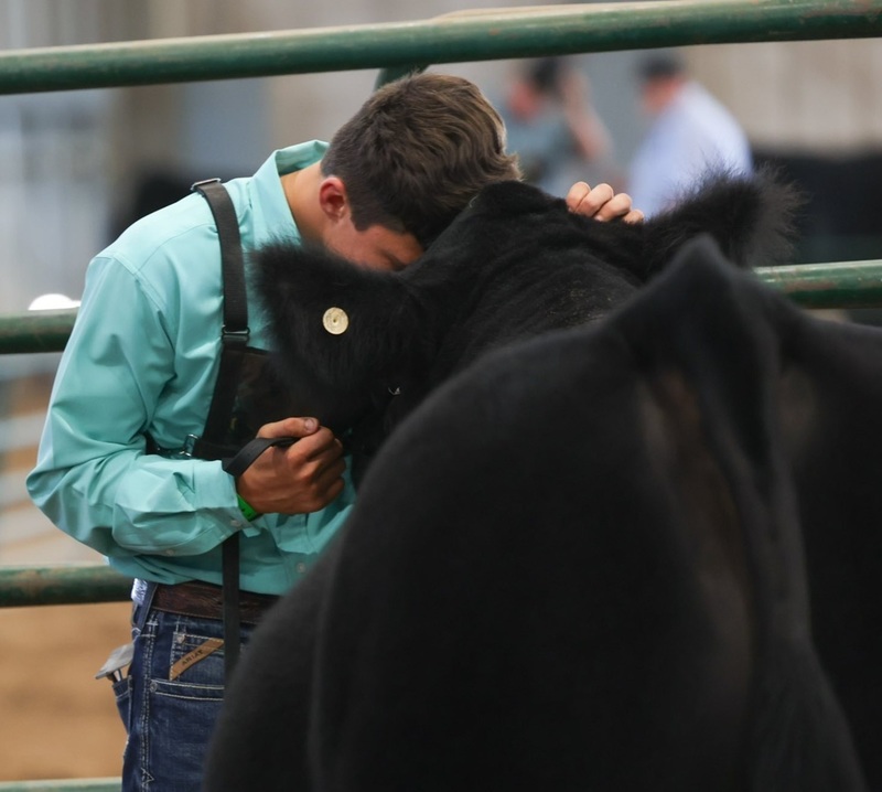 A teen boy in a turquoise shirt presses his forehead against that of a large black steer.