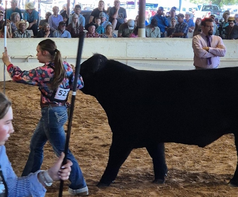 A teen girl walks around a show ring leading a large black steer.