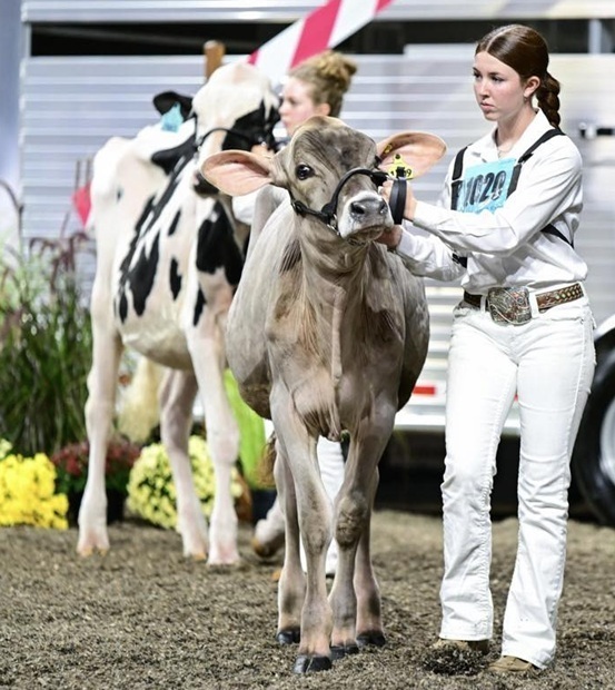 A teen girl dressed in white leads a heifer across a show ring.