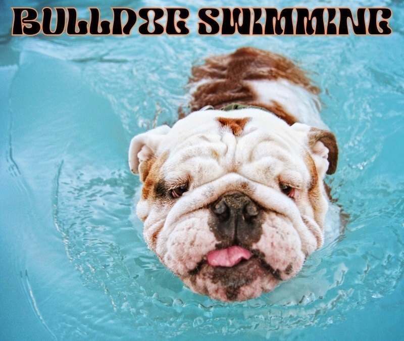 A white and brown bulldog swims through a pool with the words "Bulldog Swimming" above him.