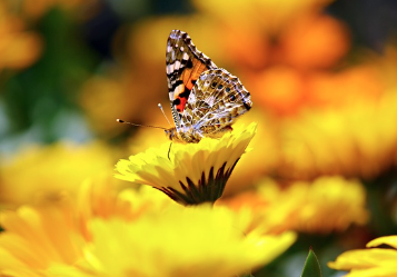 butterfly